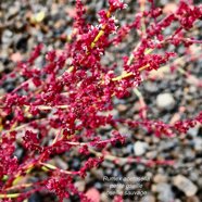 Rumex acetosella.oseille sauvage.petite oseille.polygonaceae.espèce envahissante. (1).jpeg