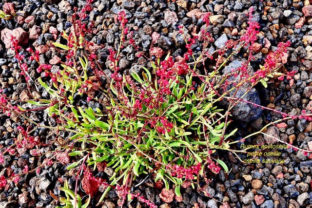 Rumex acetosella.oseille sauvage.petite oseille.polygonaceae.espèce envahissante..jpeg