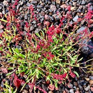 Rumex acetosella.oseille sauvage.petite oseille.polygonaceae.espèce envahissante..jpeg