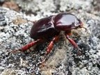 Amneidus godefroyi (1).JPG