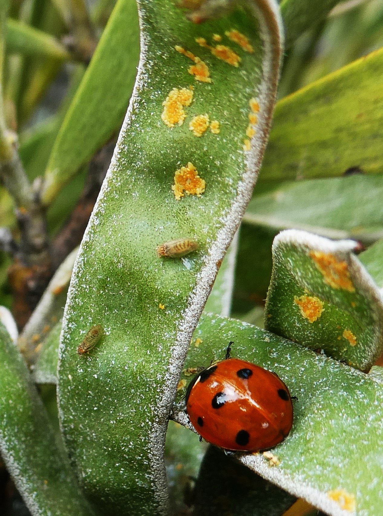 coccinelle et psylles sur gousse de tamarin.JPG