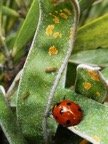 coccinelle et psylles sur gousse de tamarin.JPG