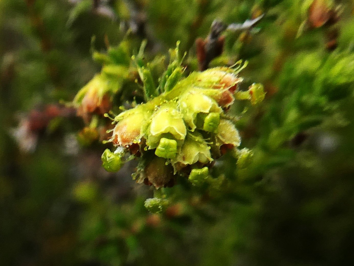 fleurs jaunes d'Erica galioides.JPG