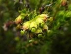 fleurs jaunes d'Erica galioides.JPG