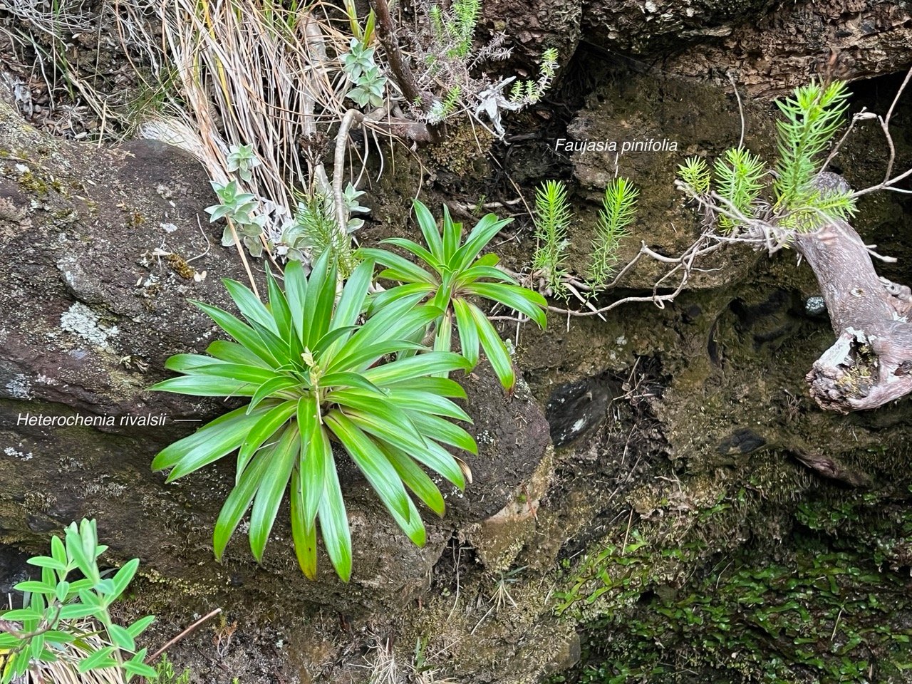 Heterochaenia rivalsii et faujasia pinifolia.jpeg
