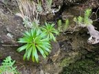 Heterochaenia rivalsii et faujasia pinifolia.jpeg