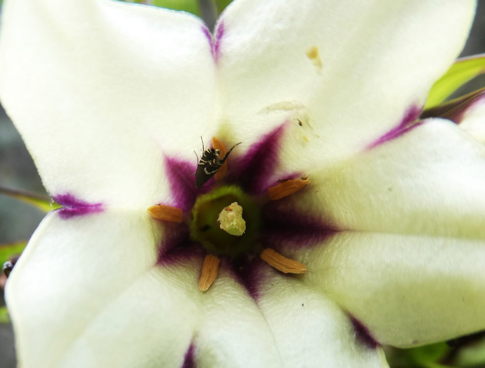 papillon indéterminé.JPG