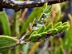 Psylles sur jeunes feuilles de tamarin des hauts (Acacia heterophylla ).jpeg