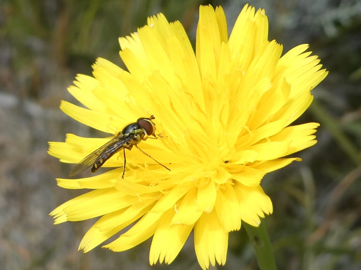 Syrphe sur Hypochaeris radicata-1.JPG