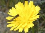Syrphe sur Hypochaeris radicata-1.JPG