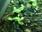 plantules Heterochaenia rivalsi.JPG