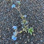 1. Cynoglossum borbonicum - Myosotis de Bourbon - BORAGINACEAE - Réunion.jpeg