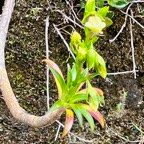 9. Heterochaenia rivalsii - Campanulacée - B IMG_8527.JPG.jpeg