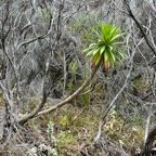 12. Heterochaenia  ??? rivalsii - Campanulacée - BIMG_8531.JPG.jpeg