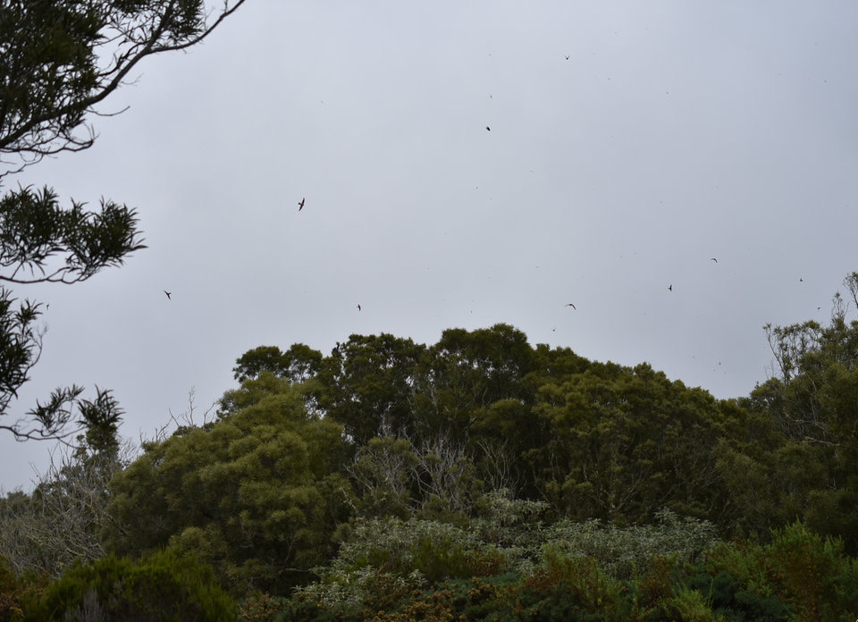 Ballet de salanganes