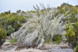 Branle à la St Antoine