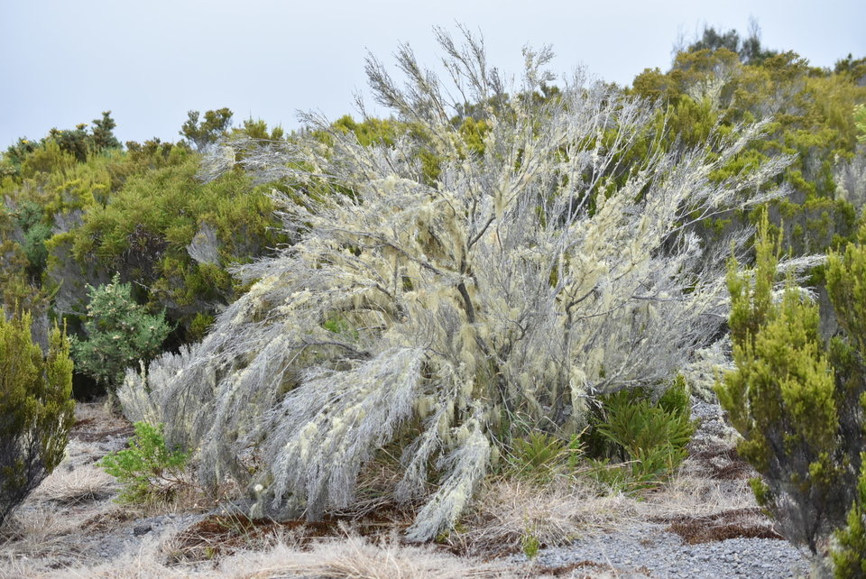 Branle à la St Antoine