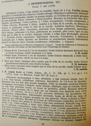 Heterochaenia description