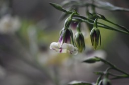Heterochaenia sp - CAMPANULACEAE - Endémique Réunion - MB2_4713