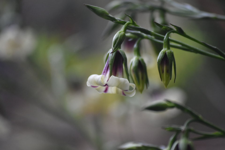 Heterochaenia sp - CAMPANULACEAE - Endémique Réunion - MB2_4713