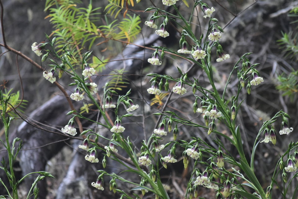 Heterochaenia sp - CAMPANULACEAE - Endémique Réunion - MB2_4707