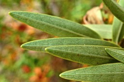 Hypericum lanceolatum subsp lanceolatum.(nervures feuille face inférieure ) hypericaceae. indigène Mascareignes .P1022562