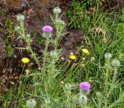 Onopordum acanthium  ? chardon des ânes.chardon marie.asteraceae.P1022571