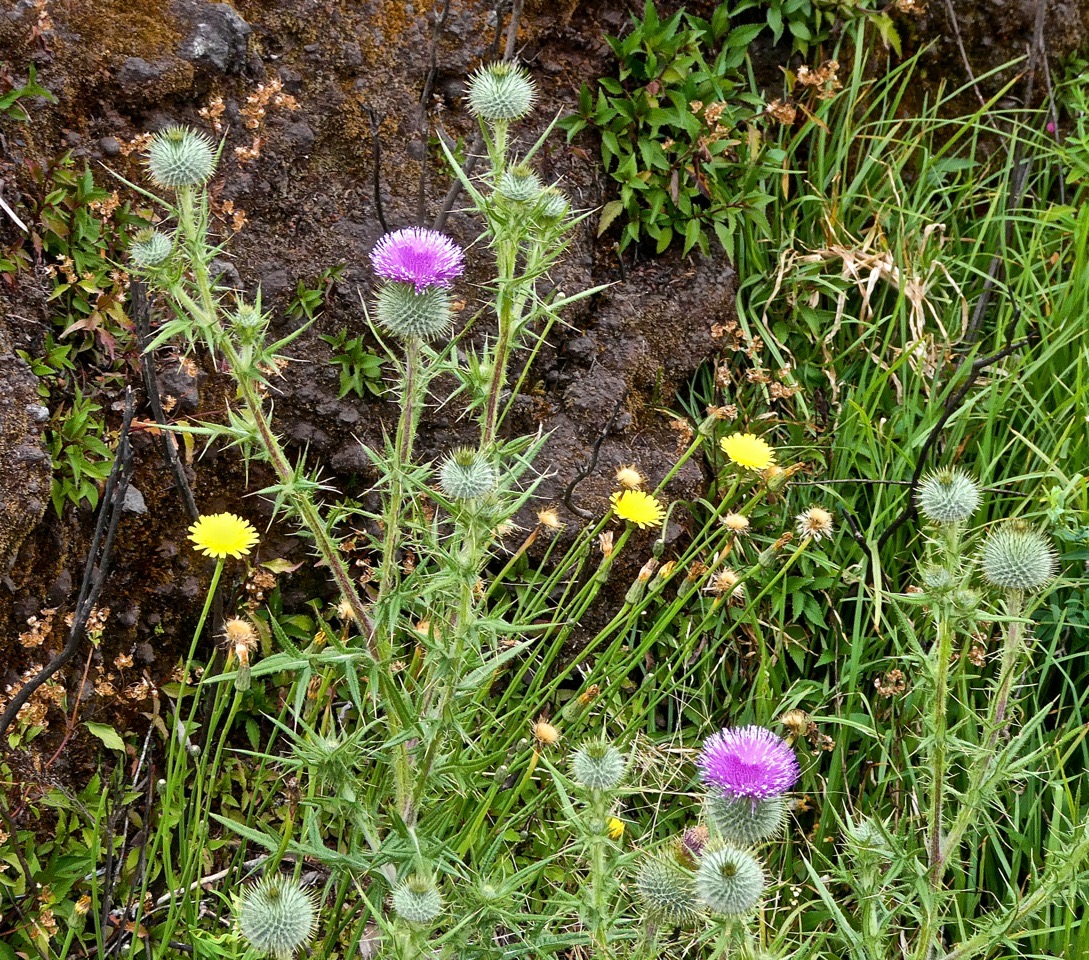 Onopordum acanthium  ? chardon des ânes.chardon marie.asteraceae.P1022571