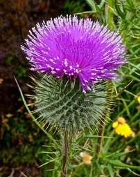 Onopordum acanthium ? chardon des ânes .chardon marie? asteraceae.P1022585