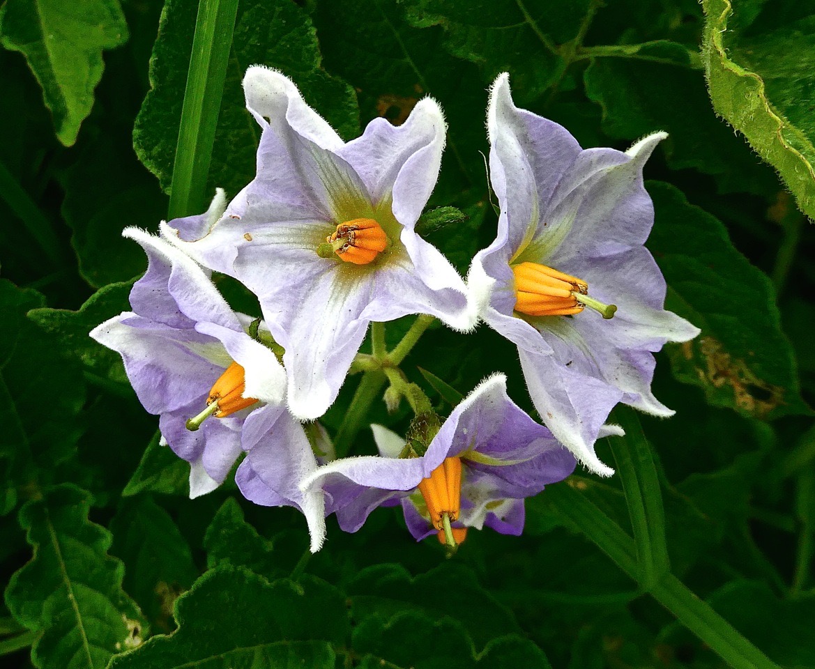 Solanum tuberosum. pomme de terre. solanaceae.P1022533