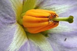 Solanum tuberosum.pomme de terre.(étamines à déhissence poricide ) solanaceae.P1022544