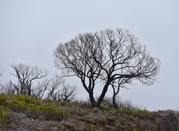 Tamarin brûlé en novembre 2020