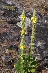 Verbascum thapsus.molène.bouillon blanc.scrophulariaceae.espèce envahissante.P1022526