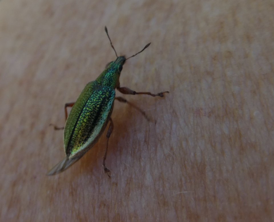Cratopus somptuosus - CURCULIONIDAE - Endémique Réunion