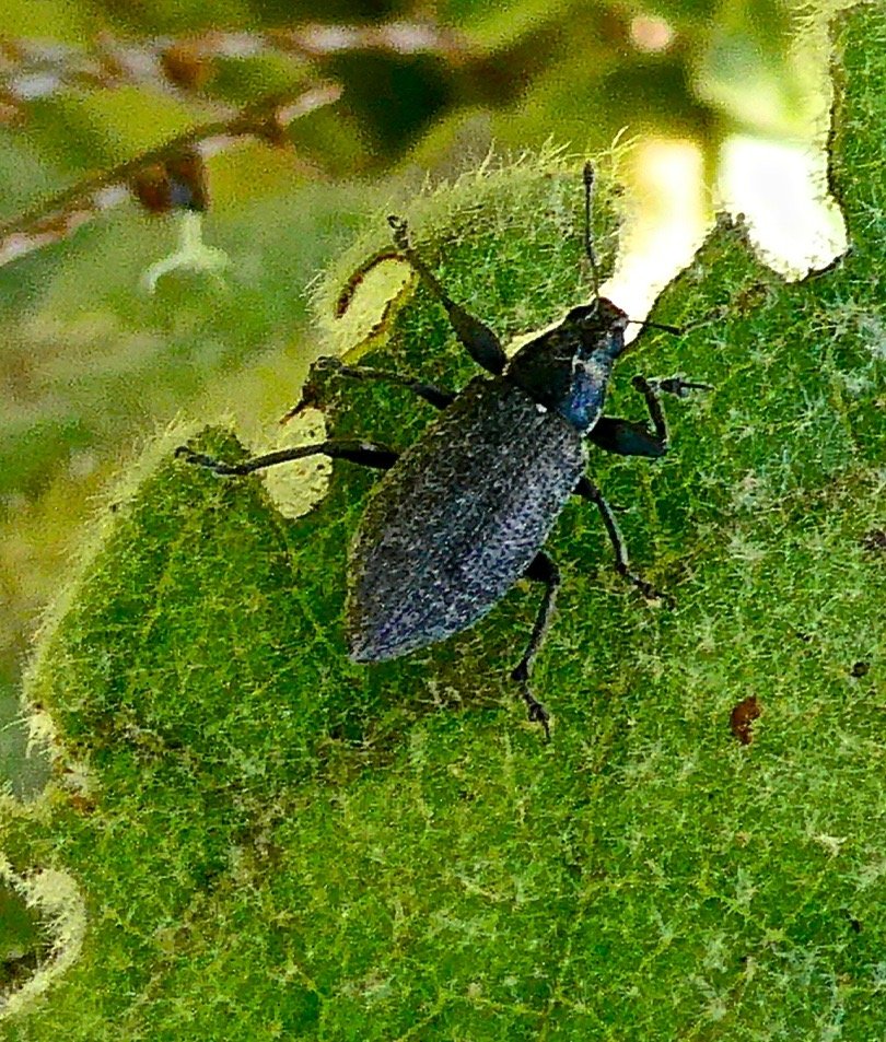 Cratopus sp . charençon .curculionoidae .sur une feuille de Verbascum thapsus .molène. bouillon blanc. scrophulariaceae.P1026213