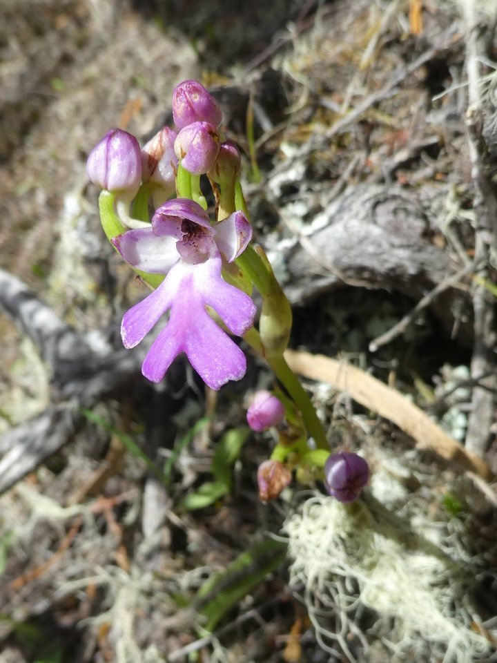 Cynorkis purpurascens - ORCHIDOIDEAE - Indigène Réunion - P1030786