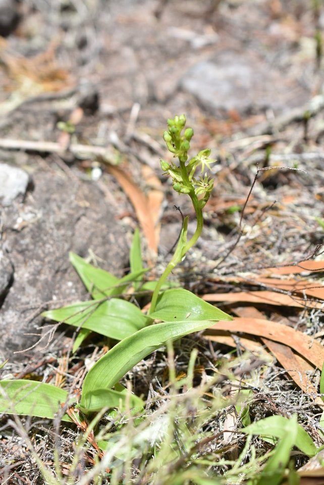 Habenaria frappieri - Ti Maïs - ORCHIDOIDEAE - Endémique Réunion - MB2_5907