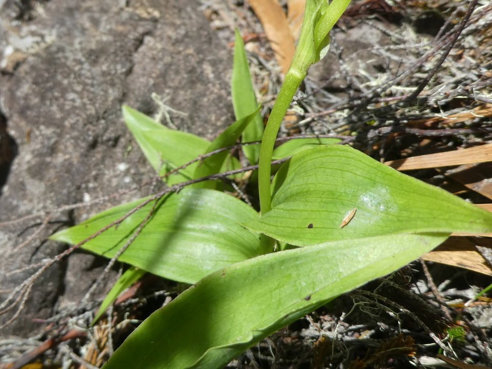 Habenaria frappieri - Ti Maïs - ORCHIDOIDEAE - Endémique Réunion - P1030785