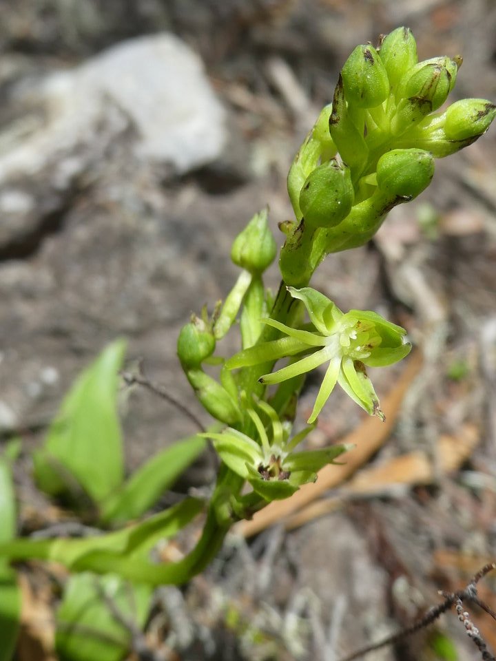 Habenaria frappieri - Ti Maïs - ORCHIDOIDEAE - Endémique Réunion - P1030784