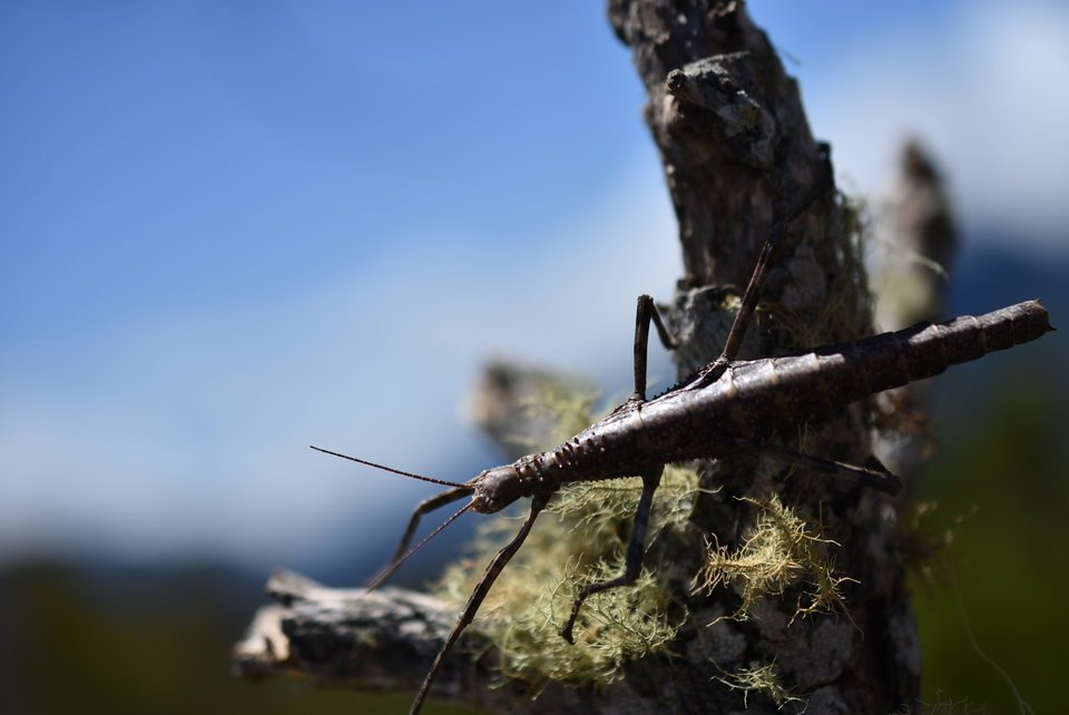 Heterophasma multispinosum - PHASMATIDAE - Endémique Réunion