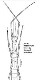 Heterophasma multispinosum