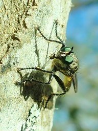 Mouche asile et sa proie capturée en vol