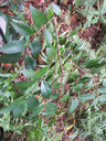10 Memecylon confusum - Bois de balai  ou bois de cerise marron - Memecylacée - E