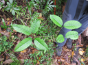 11 Tabernaemontana mauritiana - Bois de lait - Apocynaceae - Endémique La Réunion et Maurice
