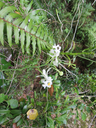 14 Cryptopus elatus - Liane camaron -  Orchidacée - I