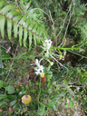 15 Cryptopus elatus - Liane camaron -  Orchidacée - I