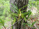 17 ???? Jumellea recta - ??? Petite comète ???? Faux faham - ORCHIDACEAE - indigène Réunion