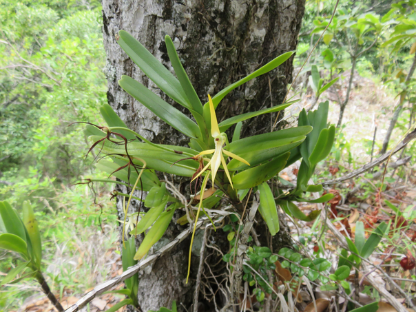 17 ???? Jumellea recta - ??? Petite comète ???? Faux faham - ORCHIDACEAE - indigène Réunion