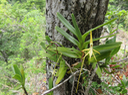 18 ???? Jumellea recta - ??? Petite comète ???? Faux faham - ORCHIDACEAE - indigène Réunion