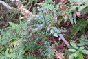 2 Scutia myrtina - Bois de sinte - Rhamnacée - I Rhamnacée - I